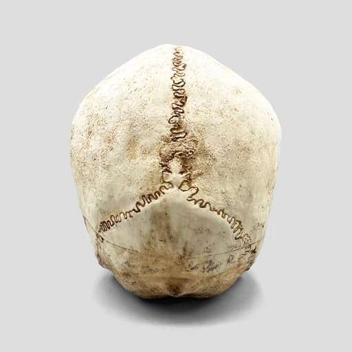 مجسمه جمجمه کامل انسان غول پیکر مدل Huge Skull کد Prv-194 — تصویر ۱۰