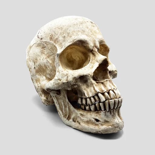 مجسمه جمجمه کامل انسان غول پیکر مدل Huge Skull کد Prv-194 — تصویر ۷