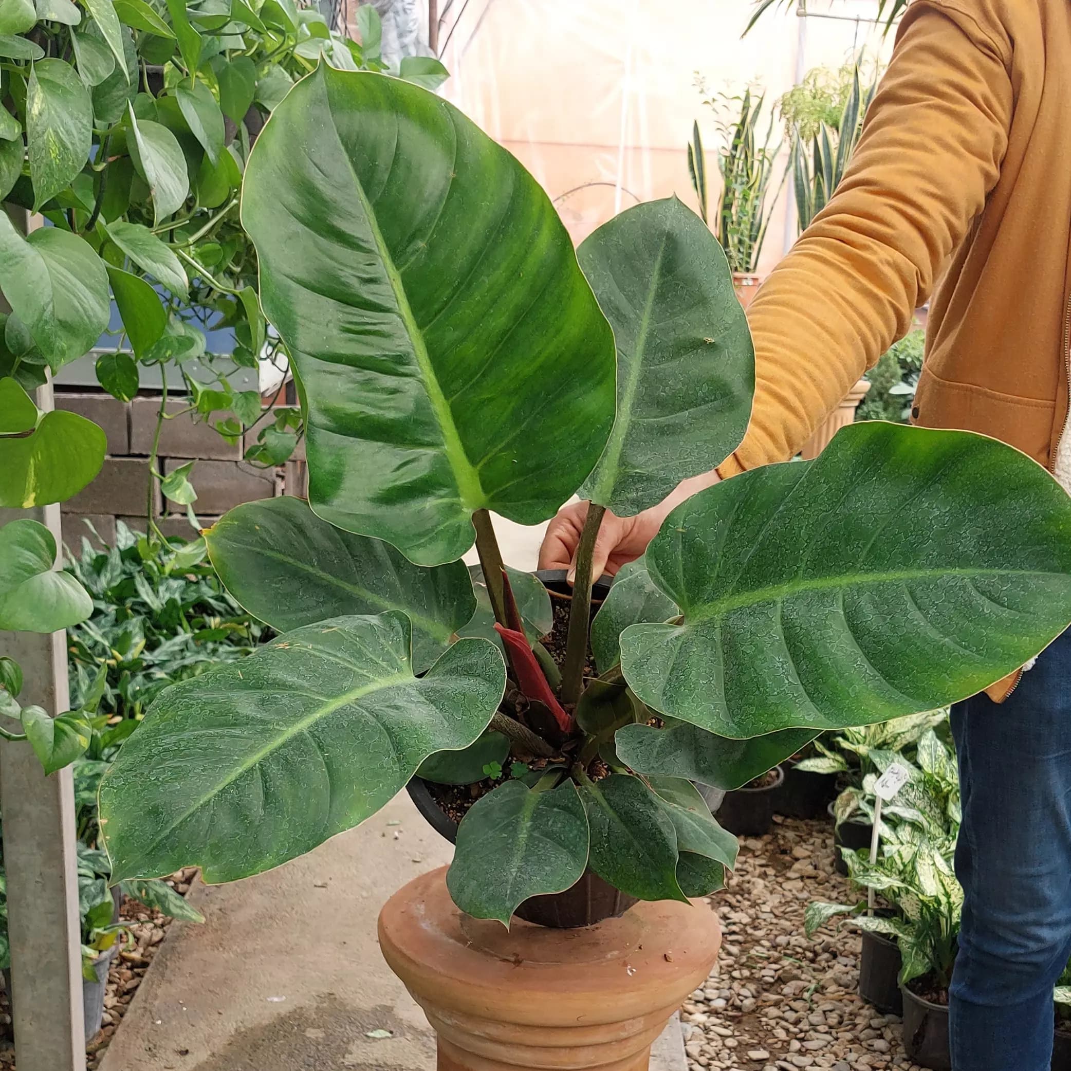 گل و گیاه آپارتمانی فیلودندرون سبز با برگهای پهن و ارتفاع حدود 60 سانتی متر