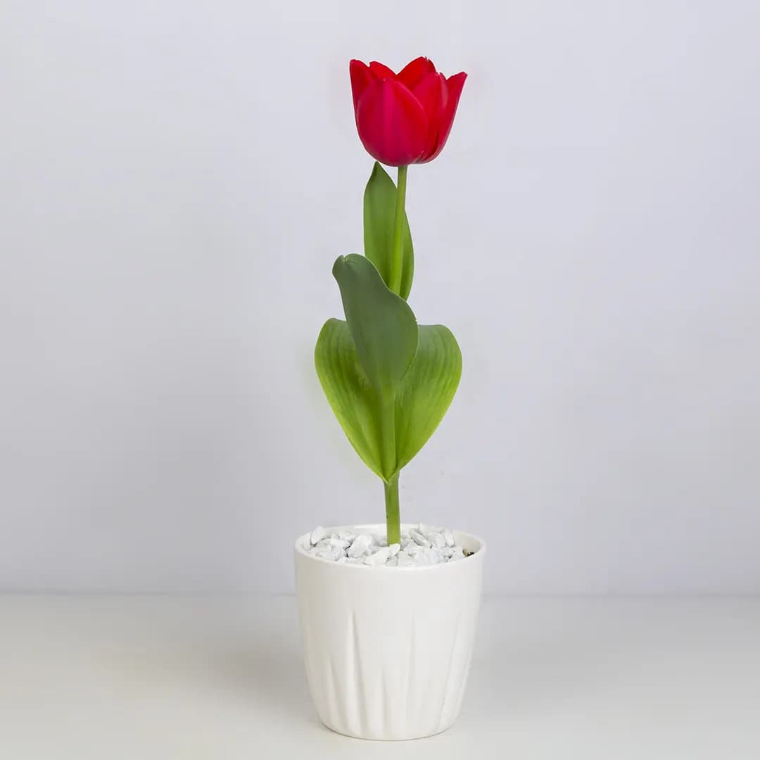 گلدان گل لاله F63693