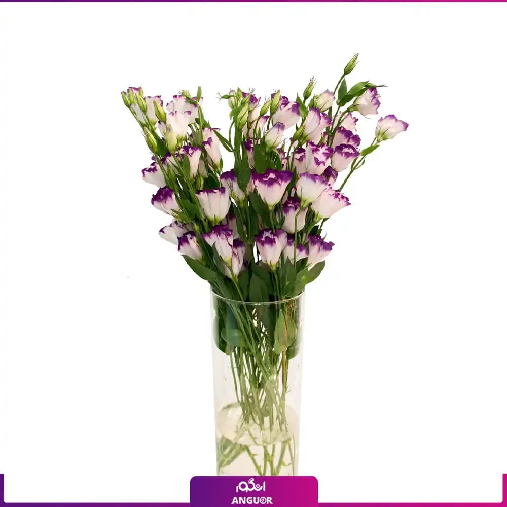 دسته گل لیسیانتوس دو رنگ با گلدان شیشه ای (سفید، بنفش) — تصویر ۲