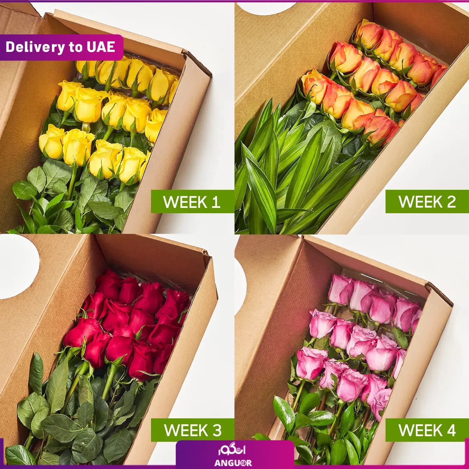 اشتراک ماهانه باکس گل رز ( ارسال به دبی و امارات)