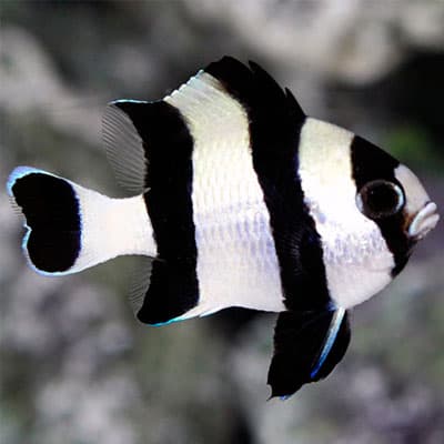 دامسل چهار خط – Four Stripe Damselfish