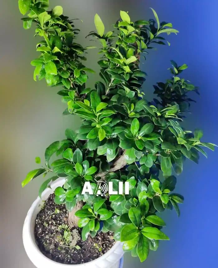 بونسای جنسینگ اس خاص ترین بونسای ایران در فروشگاه آدلی — تصویر ۷