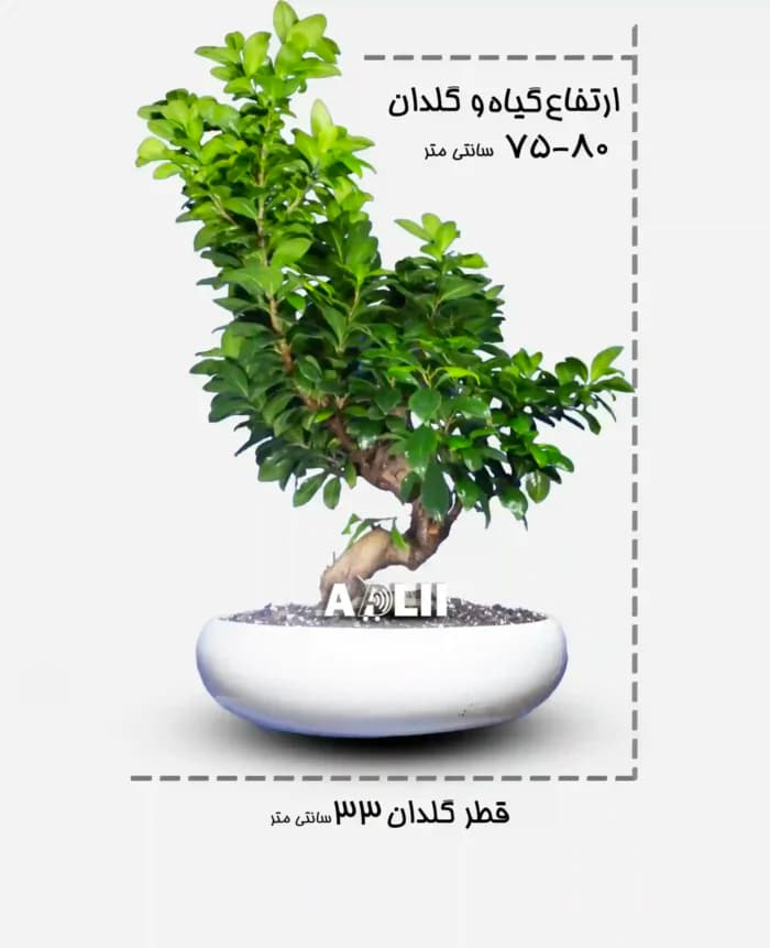 بونسای جنسینگ اس خاص ترین بونسای ایران در فروشگاه آدلی — تصویر ۳