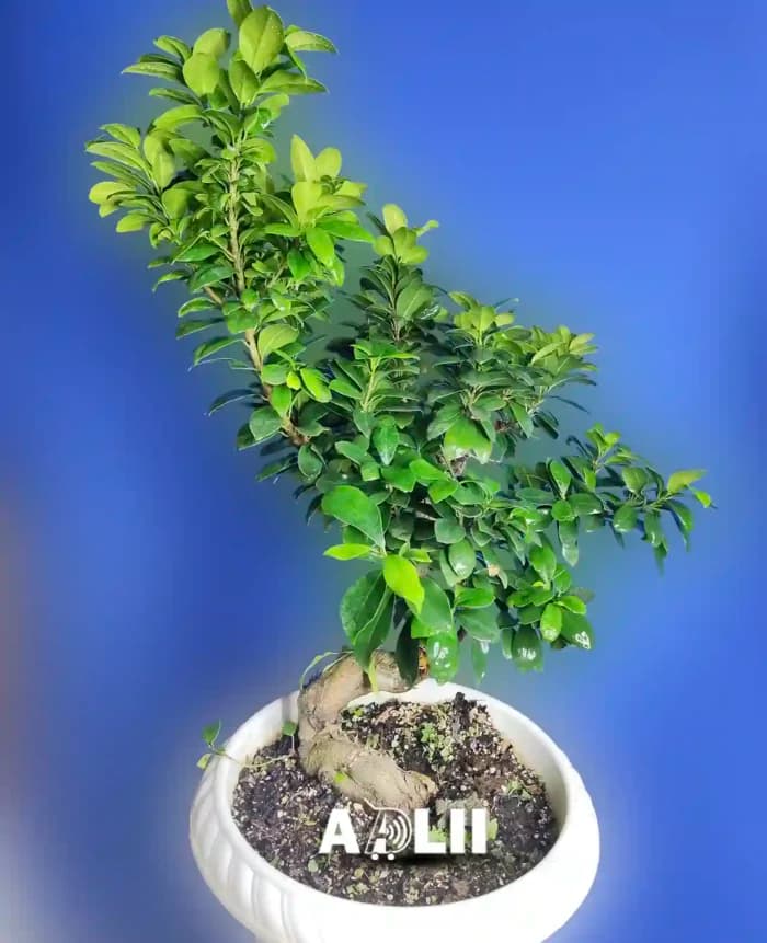 بونسای جنسینگ اس خاص ترین بونسای ایران در فروشگاه آدلی — تصویر ۸