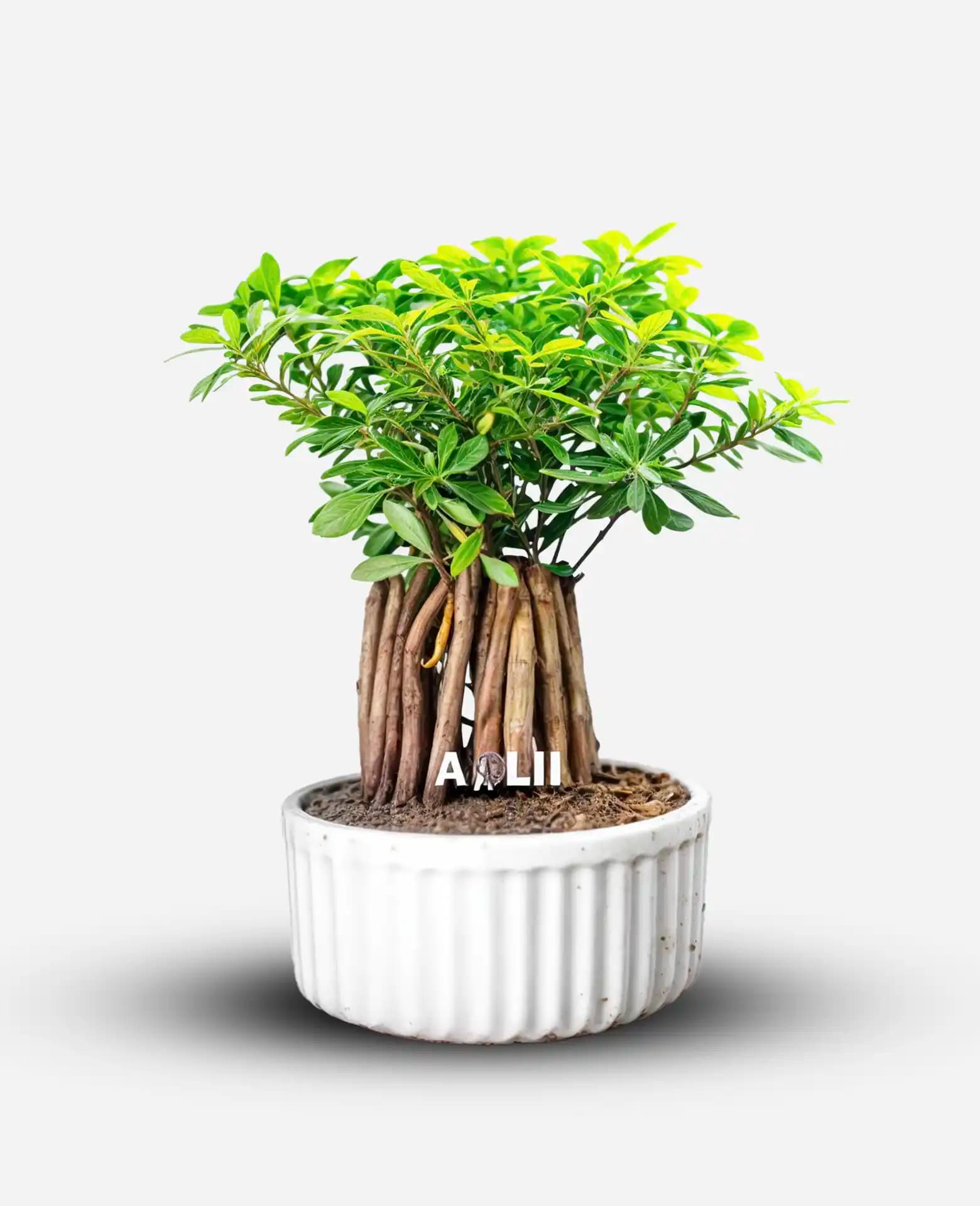 بونسای میخک هندی یا پیت استروم در فروشگاه اینترنتی آدلی — تصویر ۵