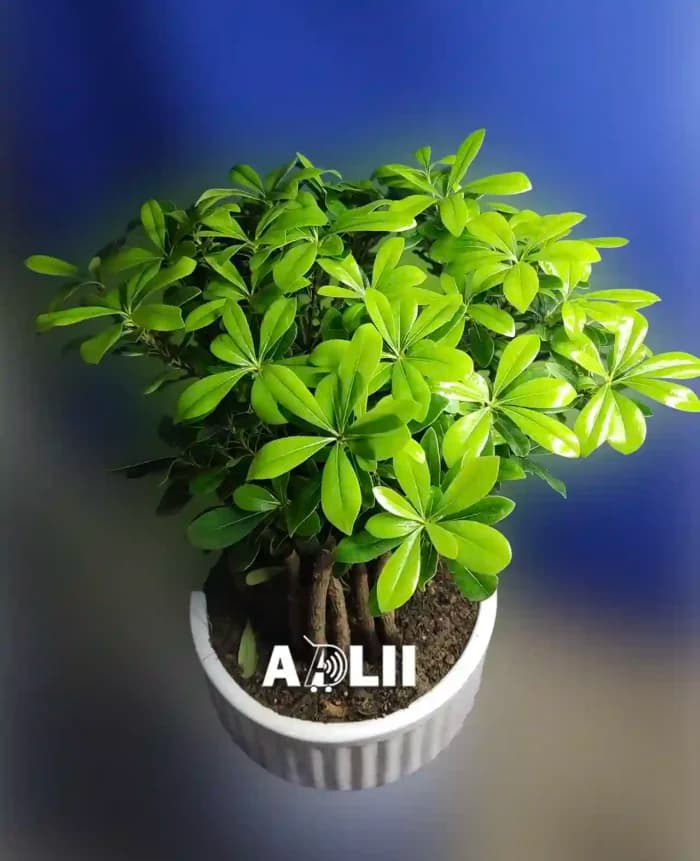 بونسای میخک هندی یا پیت استروم در فروشگاه اینترنتی آدلی — تصویر ۳