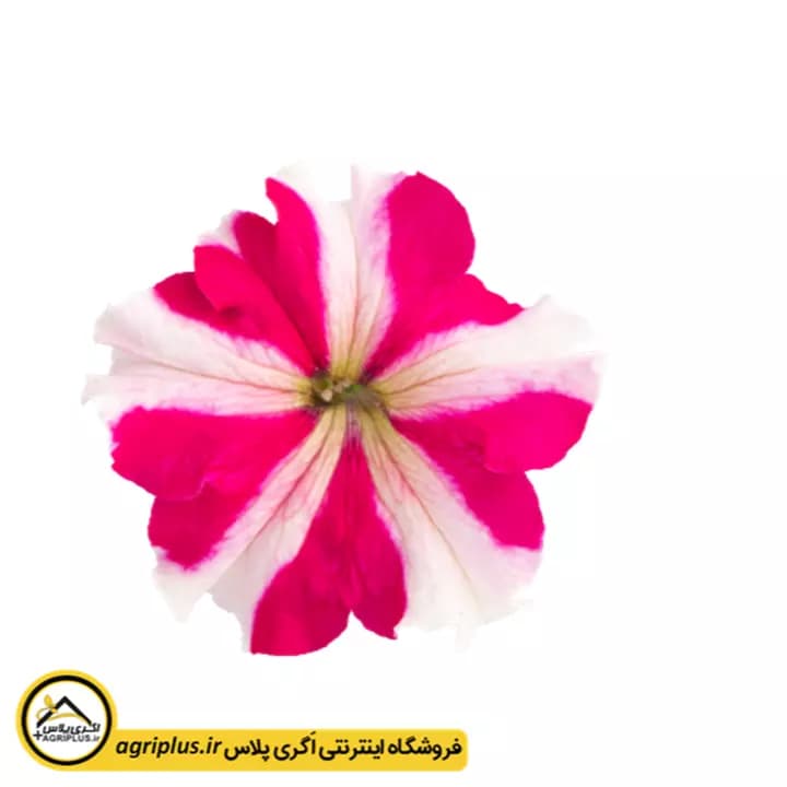 بذر گل اطلسی سری Success 360 بیناری — تصویر ۲