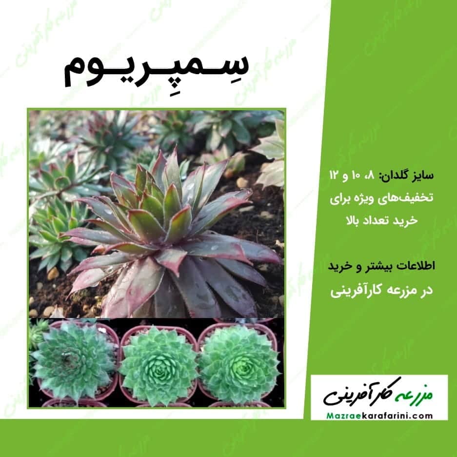 سمپرویوم