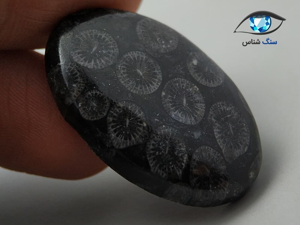 فسیل مرجان سیاه بیضی 7.5 گرم — تصویر ۲