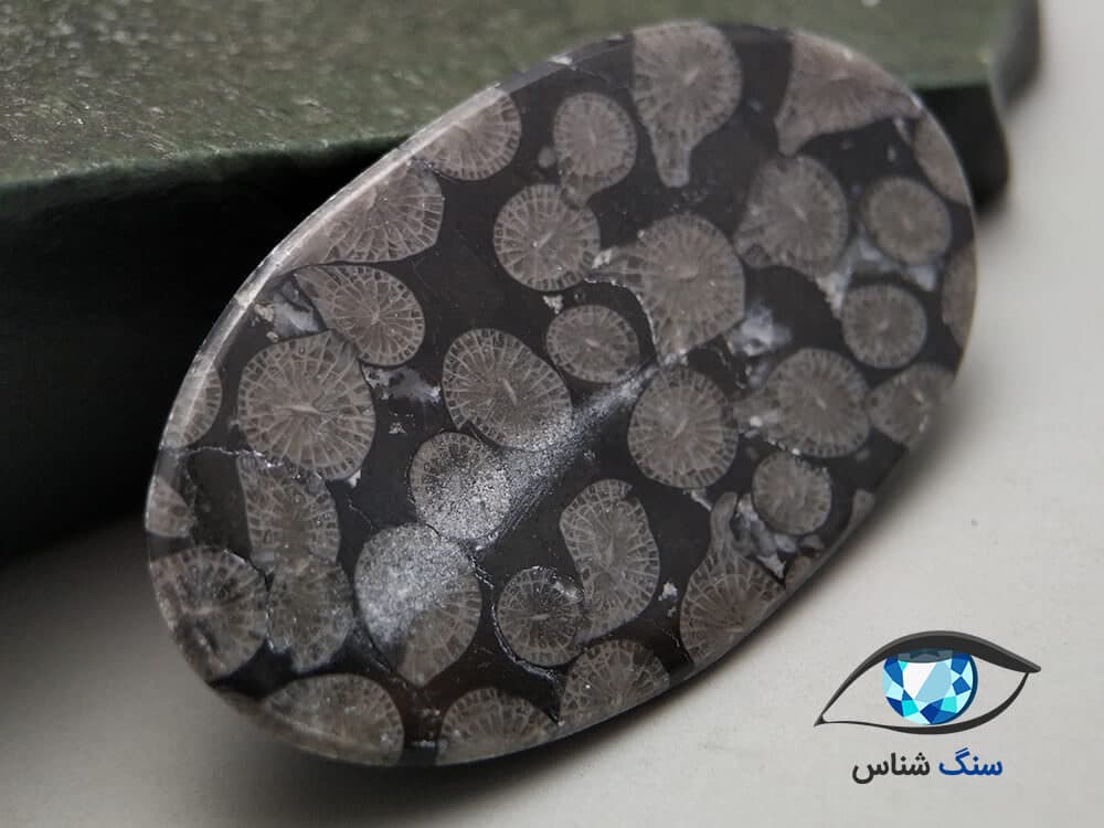 فسیل مرجان سیاه بیضی 7.8 گرم — تصویر ۳
