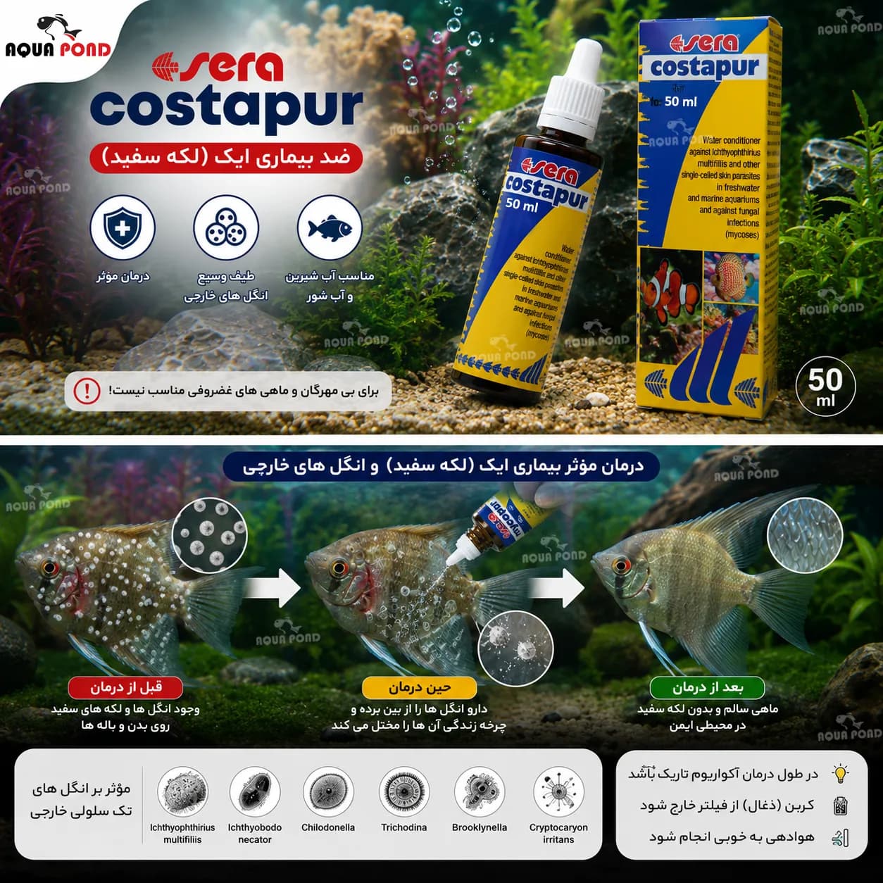 کاستاپور سرا داروی درمان بیماری ایک (سفیدک) — تصویر ۲