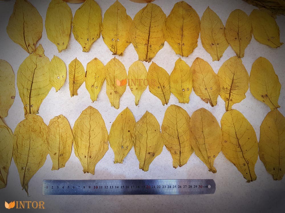 برگ توتون ارینتال یونانی — تصویر ۲
