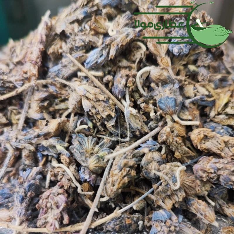 اسطوخودوس شامی — تصویر ۷
