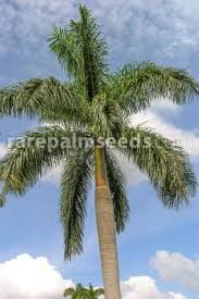 بذر نخل رویال Roystonea regia (Royal Palm) — تصویر ۵