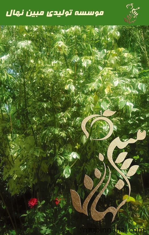 نهال افرا سلطنتی