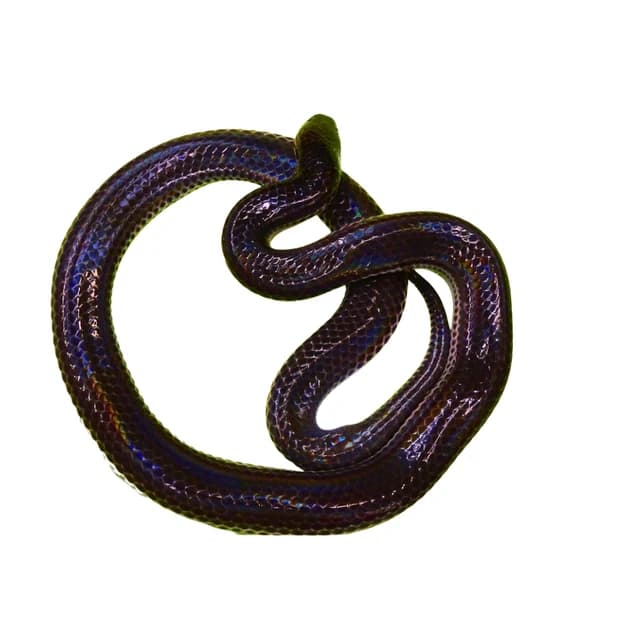 مار سانبیم — تصویر ۳