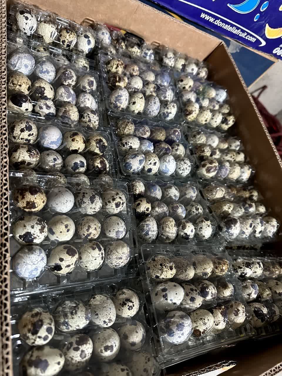 پک 400 تایی 12 خانه ای بسته بندی تخم بلدرچین — تصویر ۴