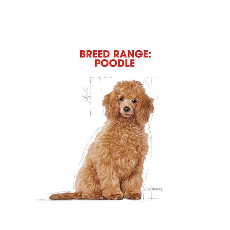 غذای خشک توله سگ نژاد پودل رویال کنین Royal Canin Puppy Poodle وزن 3 کیلوگرم — تصویر ۱۲