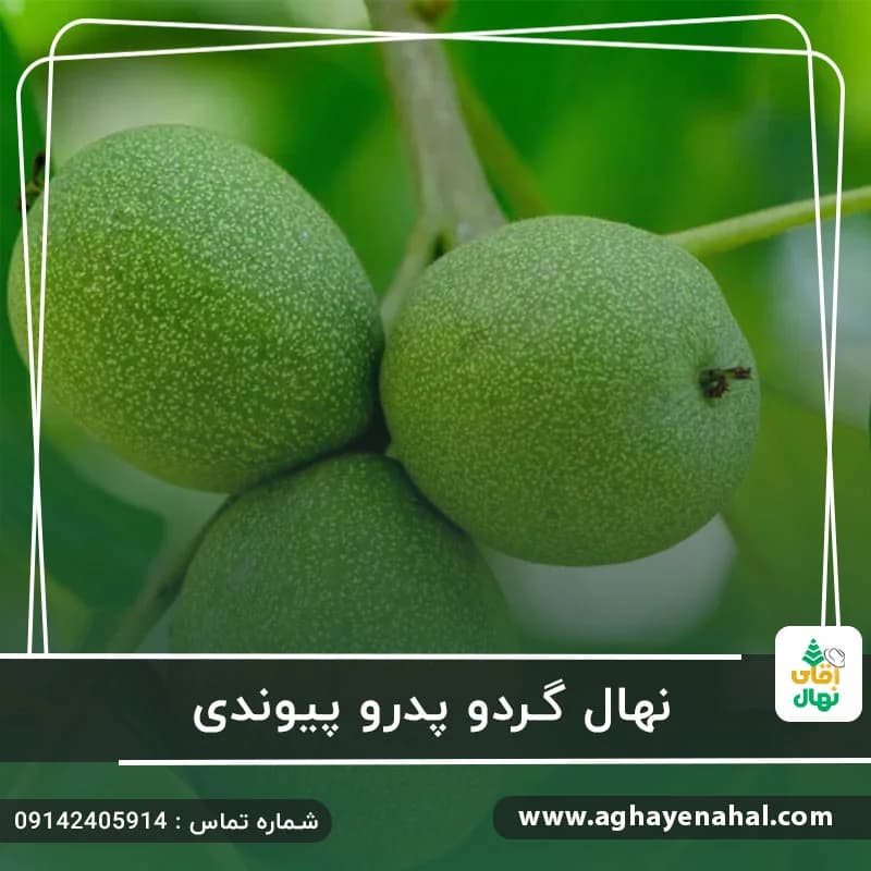 نهال گردو پیوندی پدرو — تصویر ۳