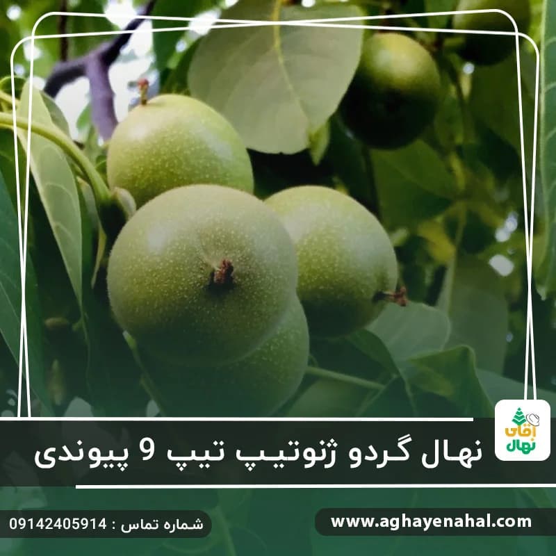 نهال گردو پیوندی ژنوتیپ تیپ 9 — تصویر ۳