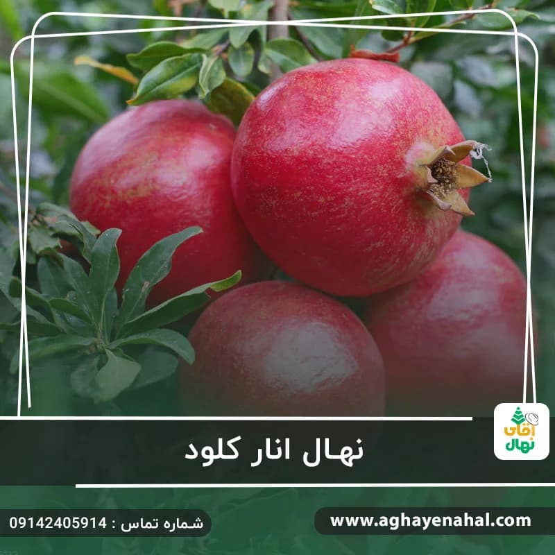 نهال انار کلود