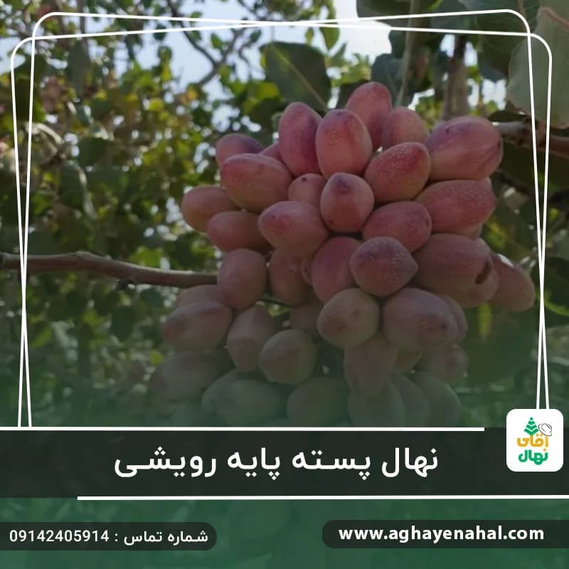 نهال پسته پایه رویشی