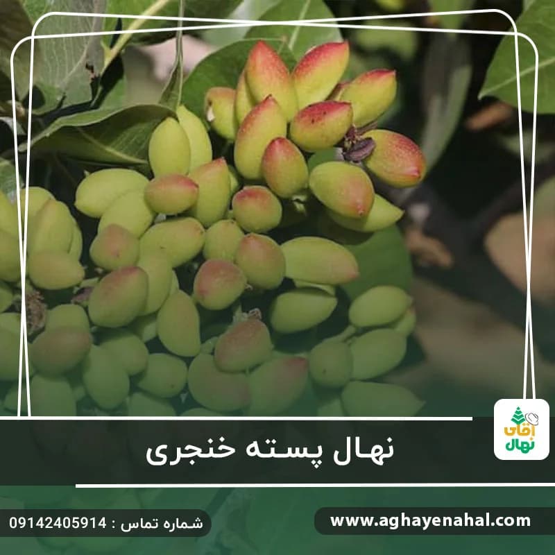 نهال پسته خنجری