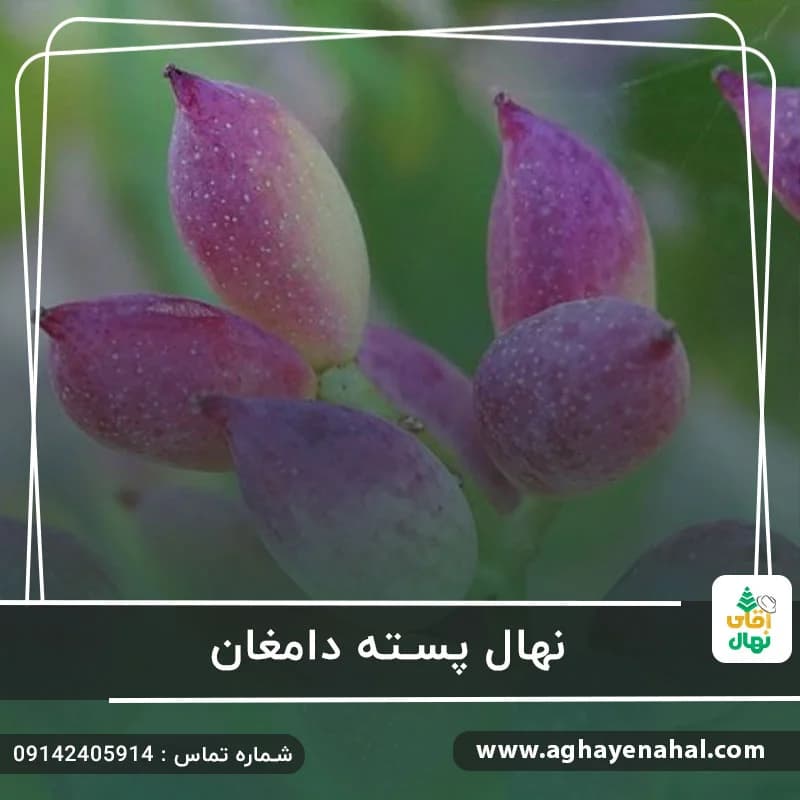 نهال پسته دامغان — تصویر ۲