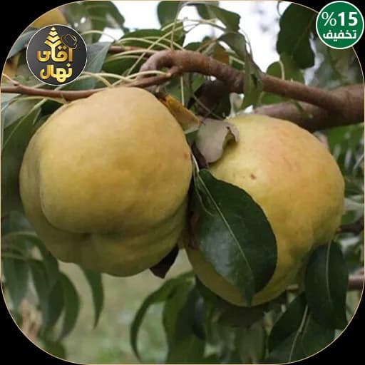 نهال گلابی دوچی — تصویر ۲