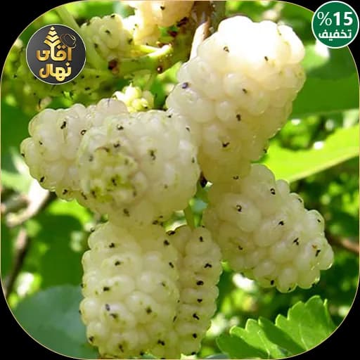 نهال توت سفید محلی — تصویر ۲