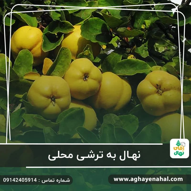 نهال به ترش محلی — تصویر ۲