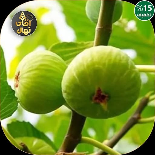 نهال انجیر بورسا — تصویر ۲