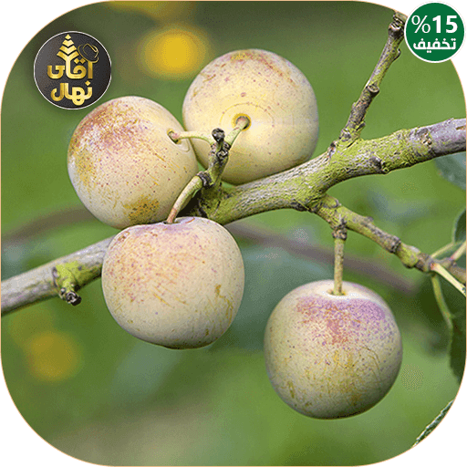نهال آلو رین کلود