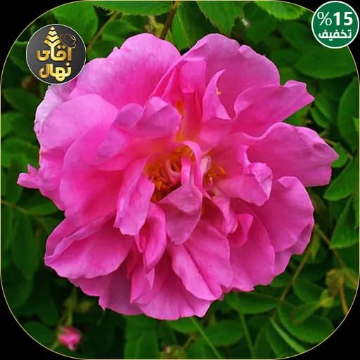 نهال گل محمدی خاردار