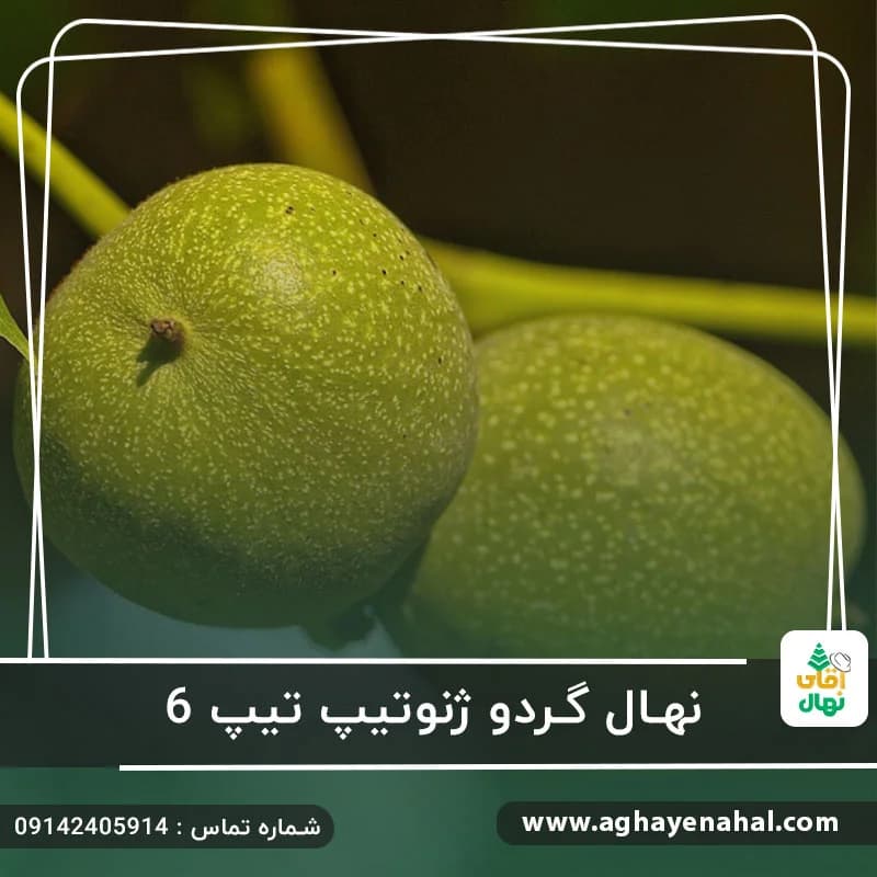 نهال گردو ژنوتیپ تیپ 6