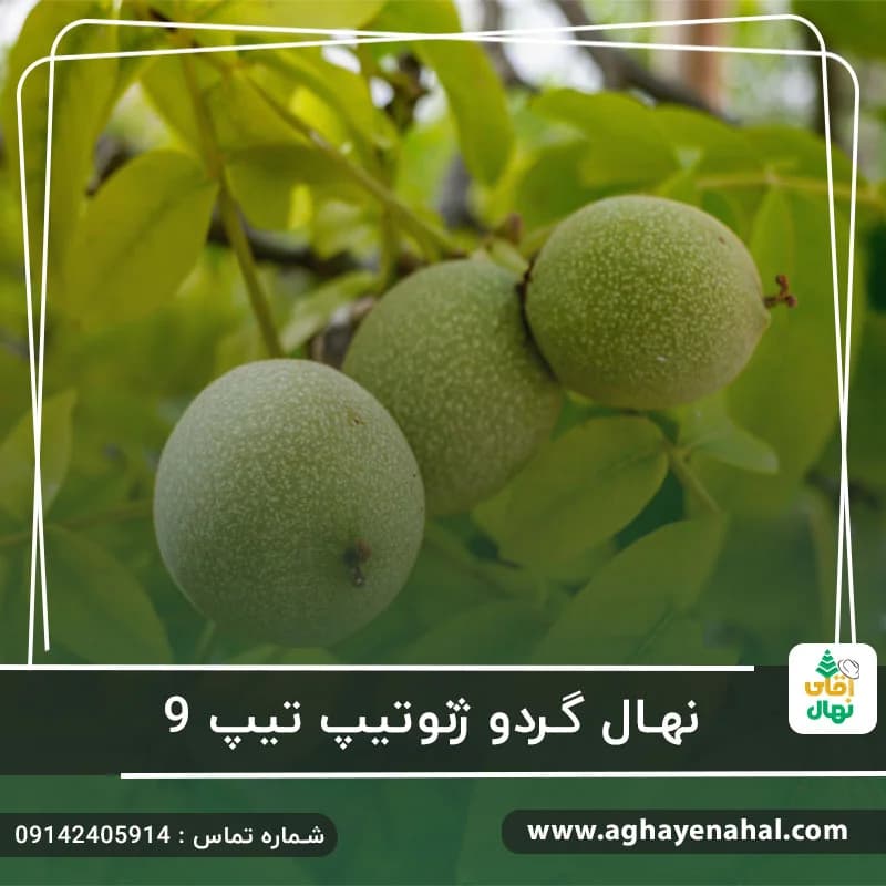نهال گردو ژنوتیپ 9