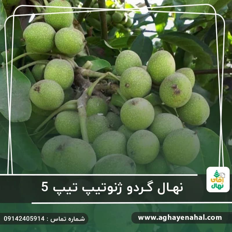 نهال گردو ژنوتیپ تیپ 5