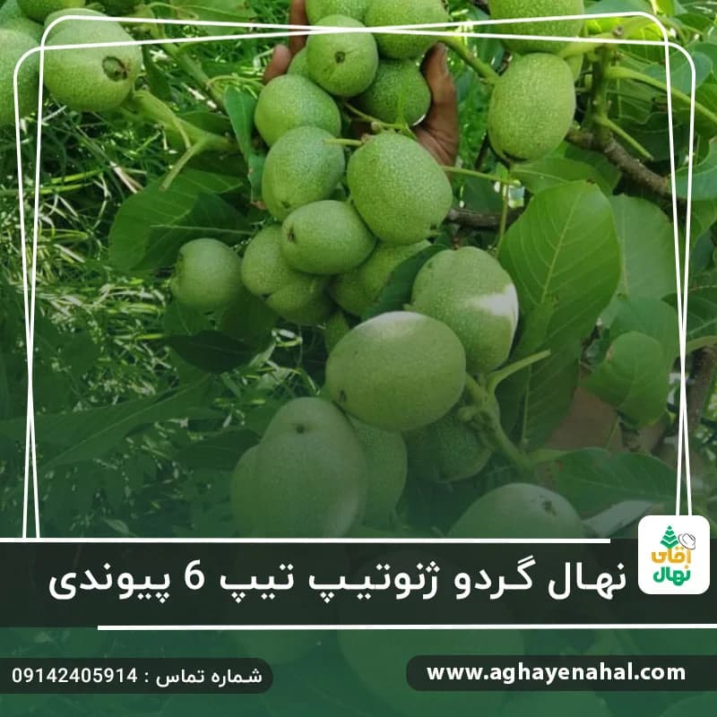 نهال گردو ژنوتیپ تیپ 6 پیوندی