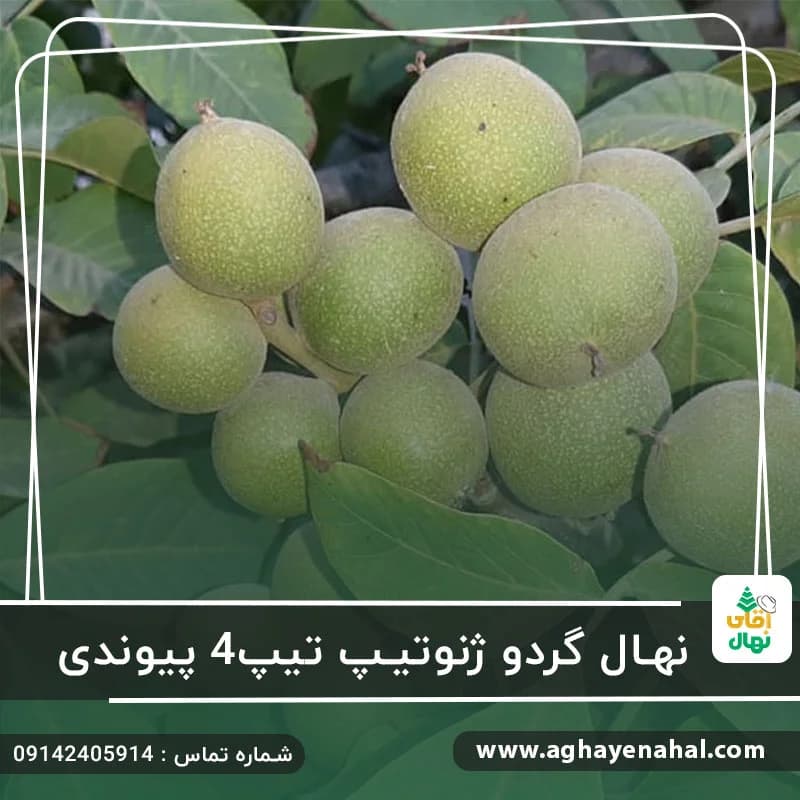 نهال گردو ژنوتیپ تیپ4 پیوندی