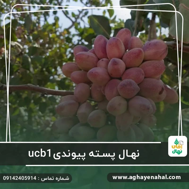 نهال پسته پیوندیucb1 — تصویر ۲