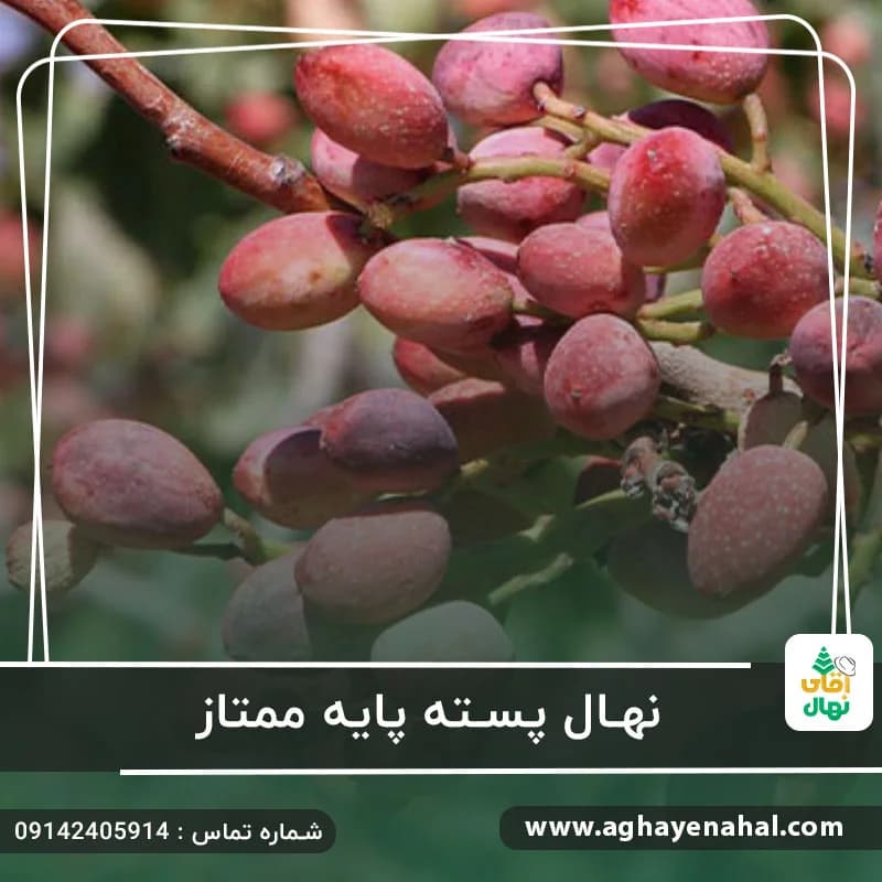 نهال پسته پایه ممتاز — تصویر ۲
