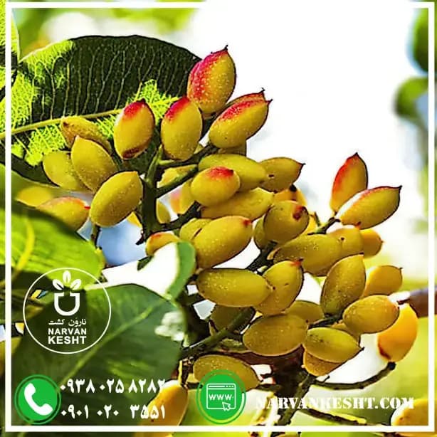 نهال پسته پایه ممتاز — تصویر ۳