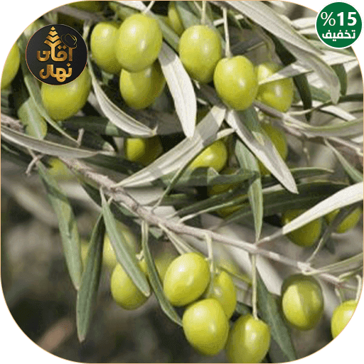 نهال زیتون — تصویر ۲