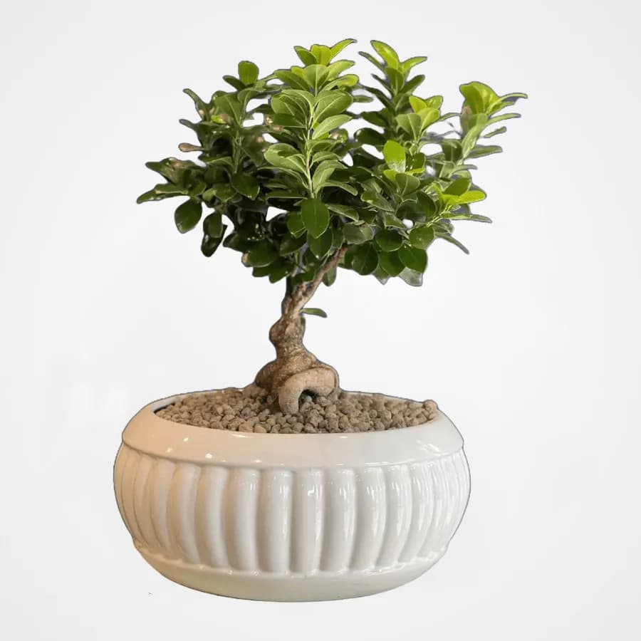 گیاه بنسای متوسط