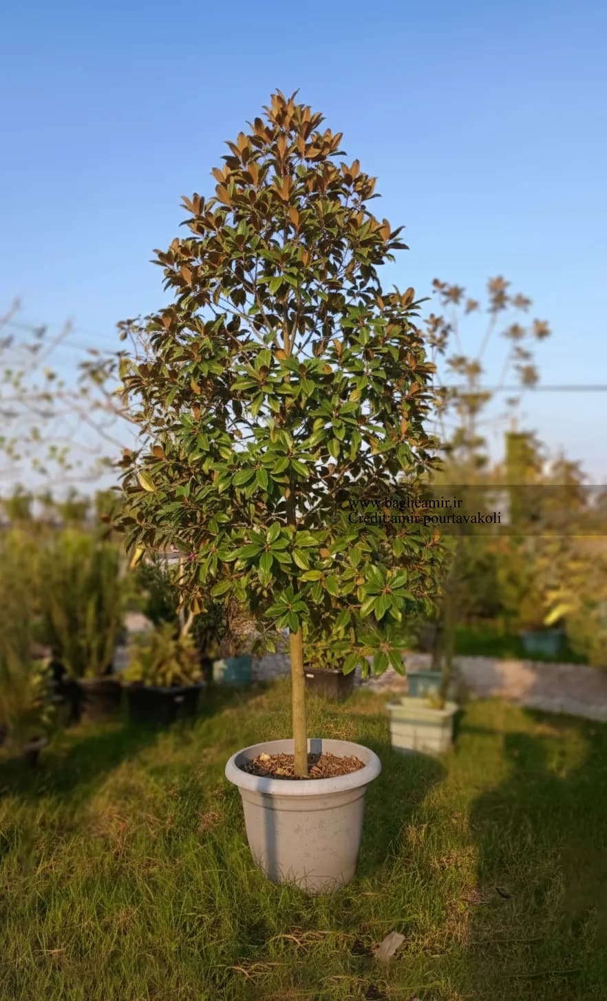مگنولیا