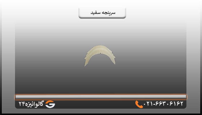 سرپنجه پرچین سفید — تصویر ۴