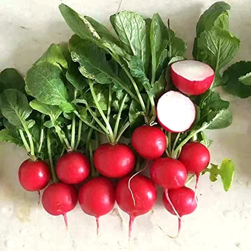 بذر تربچه آلبالویی برگ کوتاه خوش طعم ایرانی بسته 100عددی