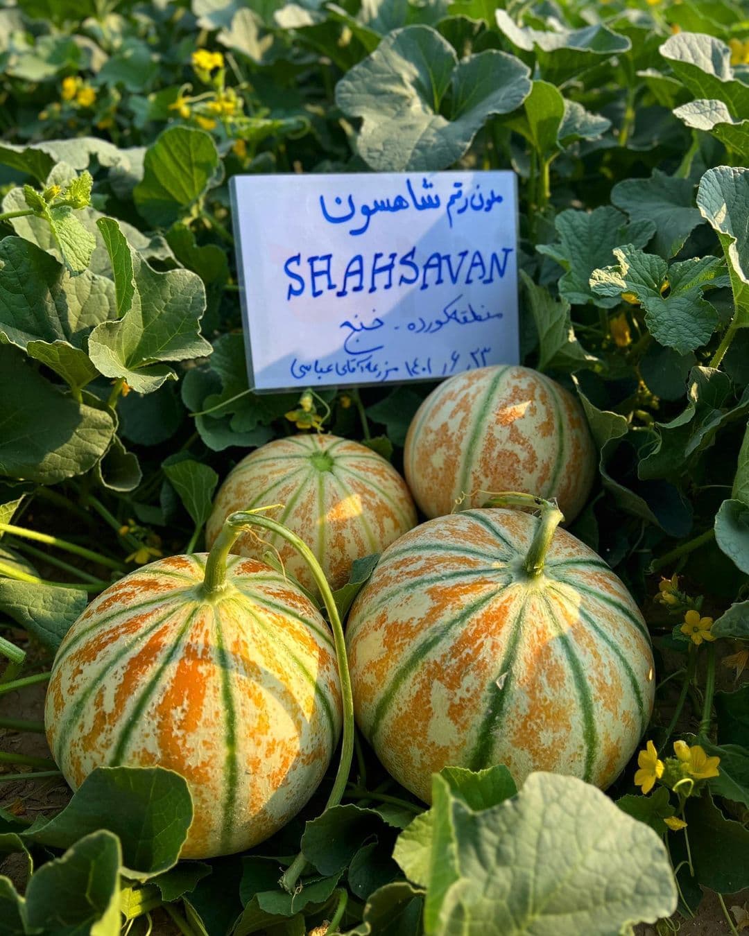 بذر ملون شاهسون هیبرید فوق پربار بسته 10 عددی — تصویر ۳